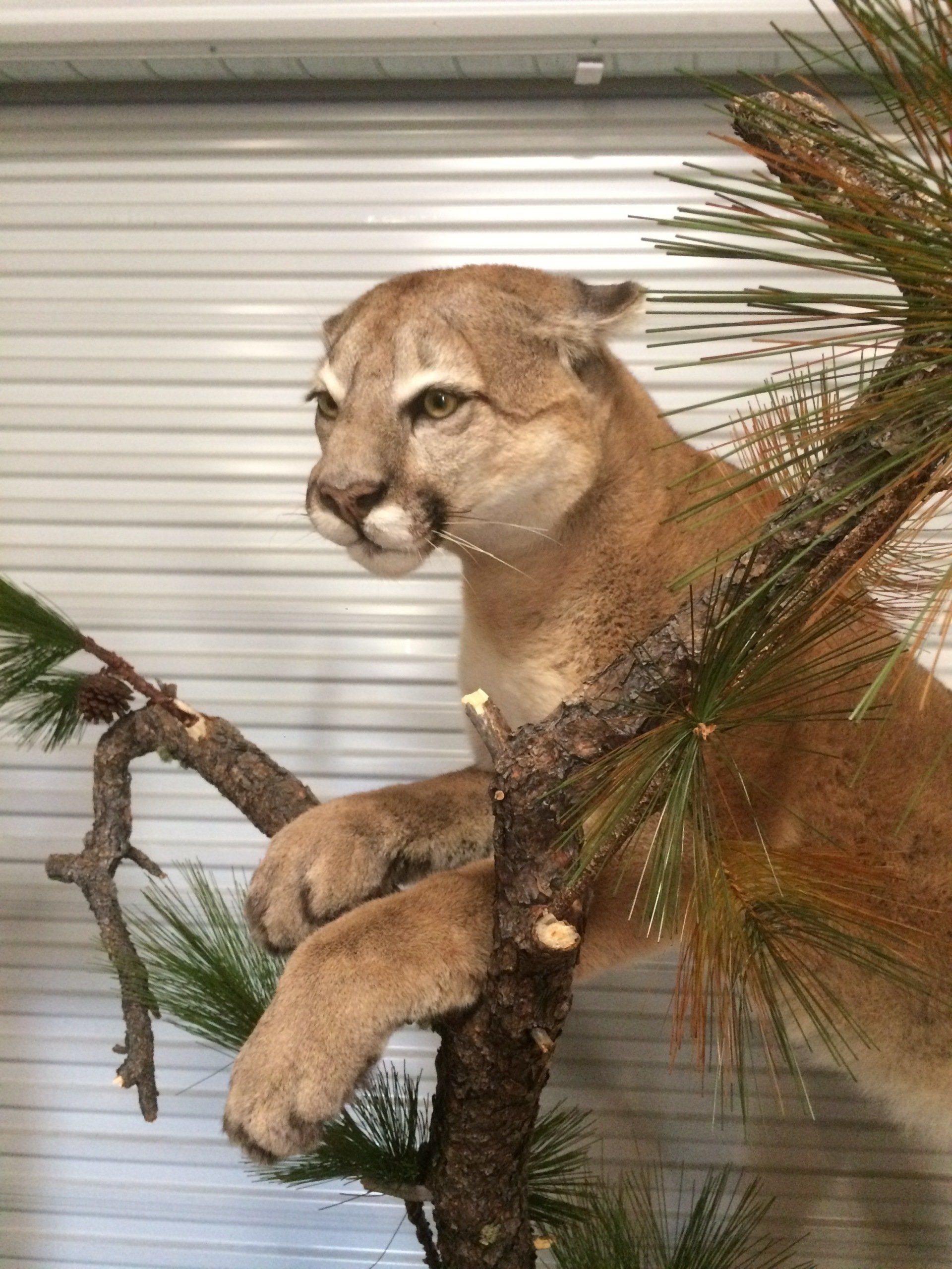 A stuffed mountain lion is sitting on a tree branch.
