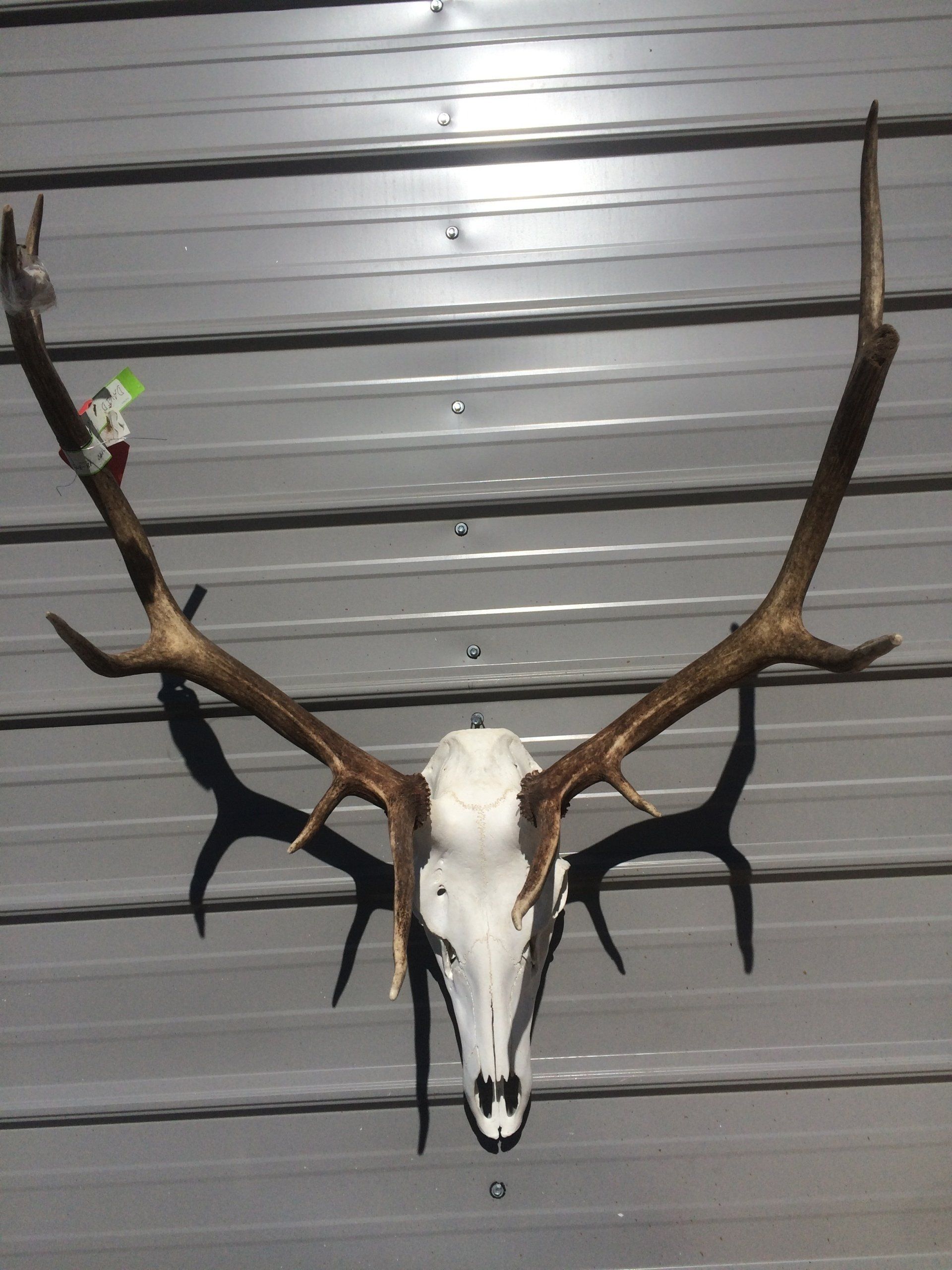 A deer skull with antlers hanging on a wall