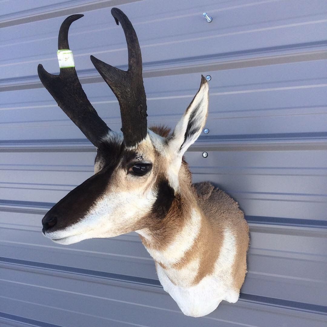 A deer head is hanging on a metal wall.