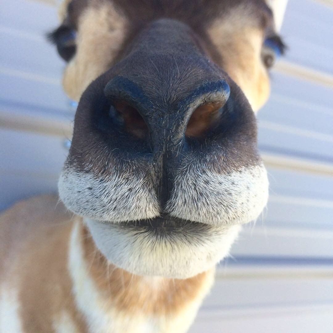 A close up of a deer 's nose and mouth.