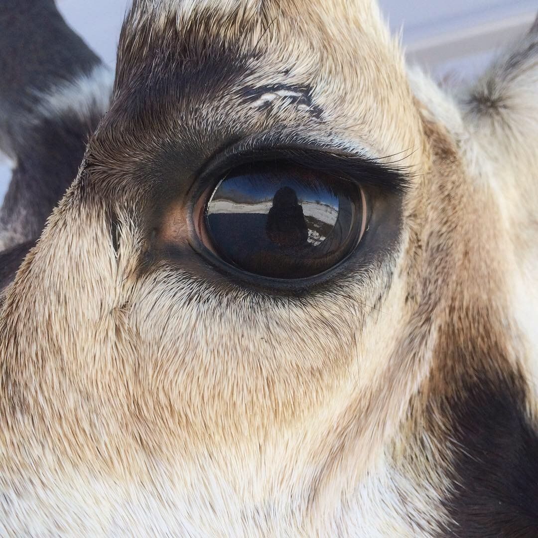 A close up of a deer 's eye with a reflection of a person in it