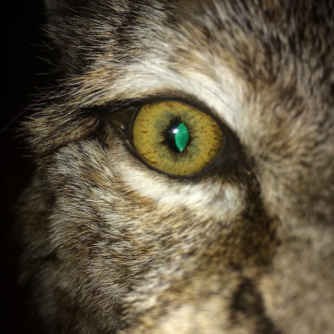 A close up of a cat 's eye with a green pupil.