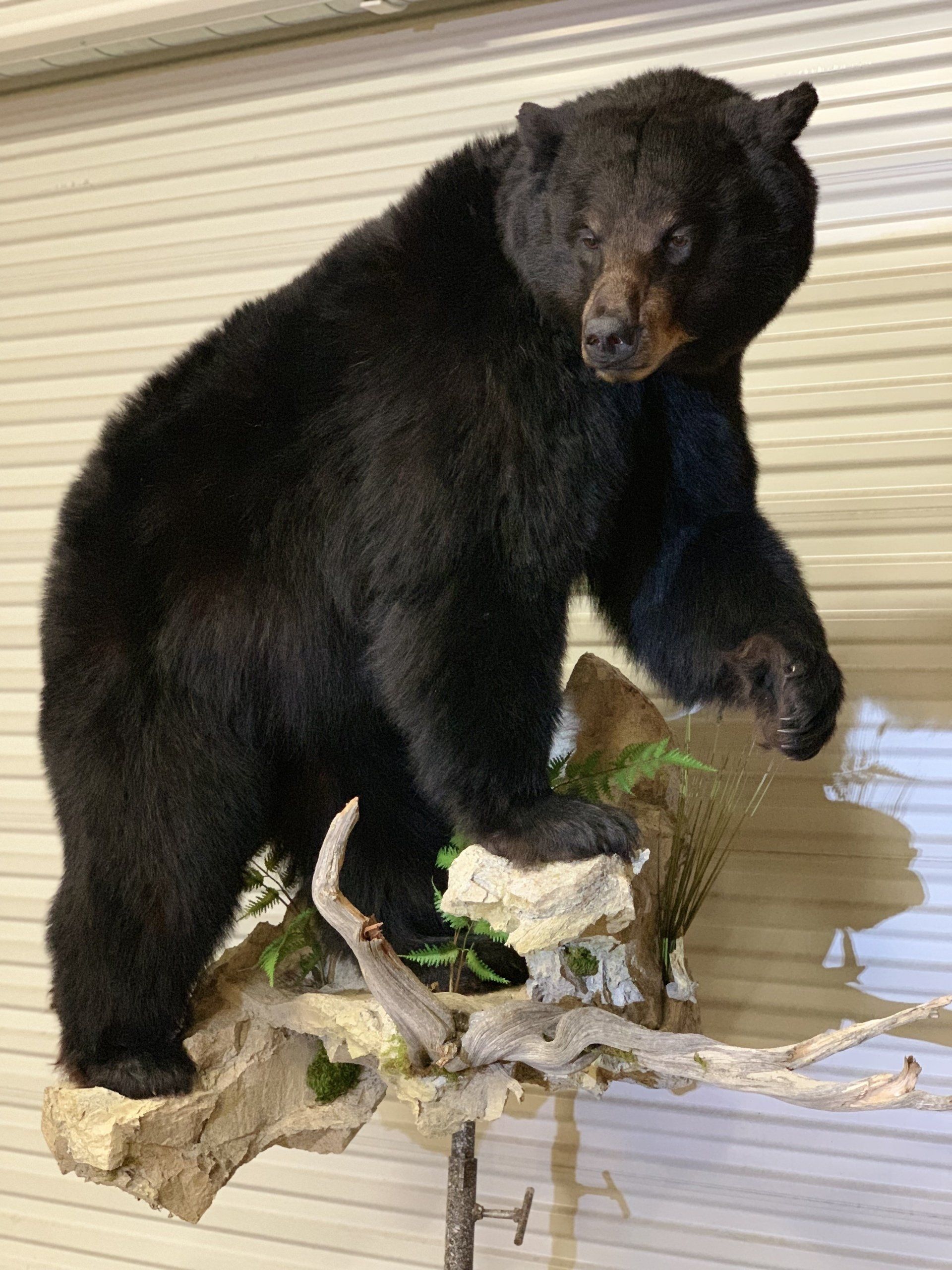 A stuffed black bear is sitting on a tree branch