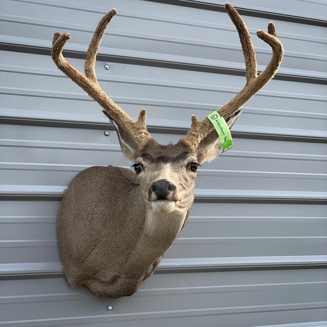A deer head is hanging on a metal wall