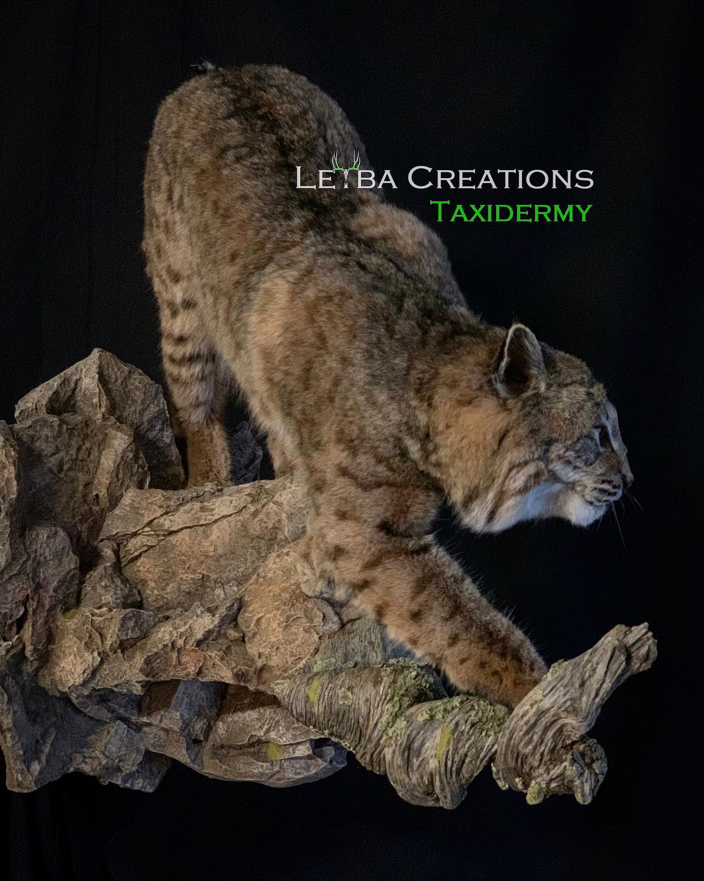 A stuffed bobcat is standing on top of a rock.