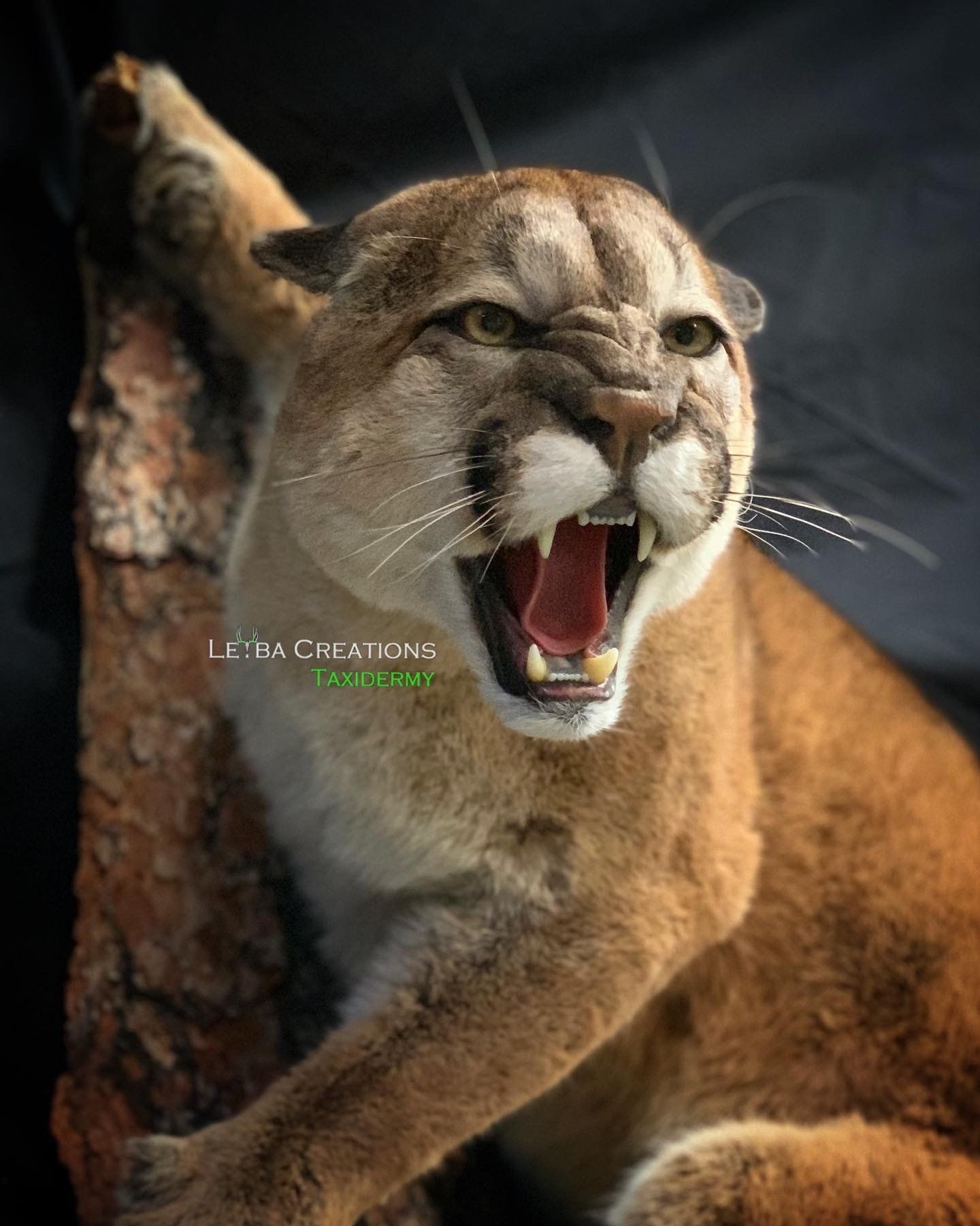 A stuffed mountain lion is laying on a rock with its mouth open.
