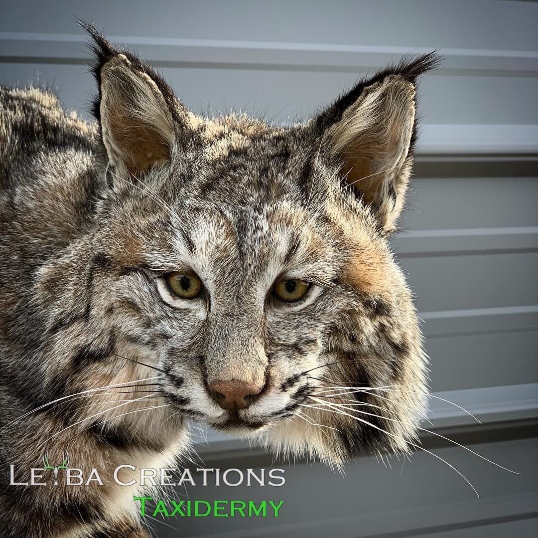 A close up of a bobcat 's face looking at the camera.