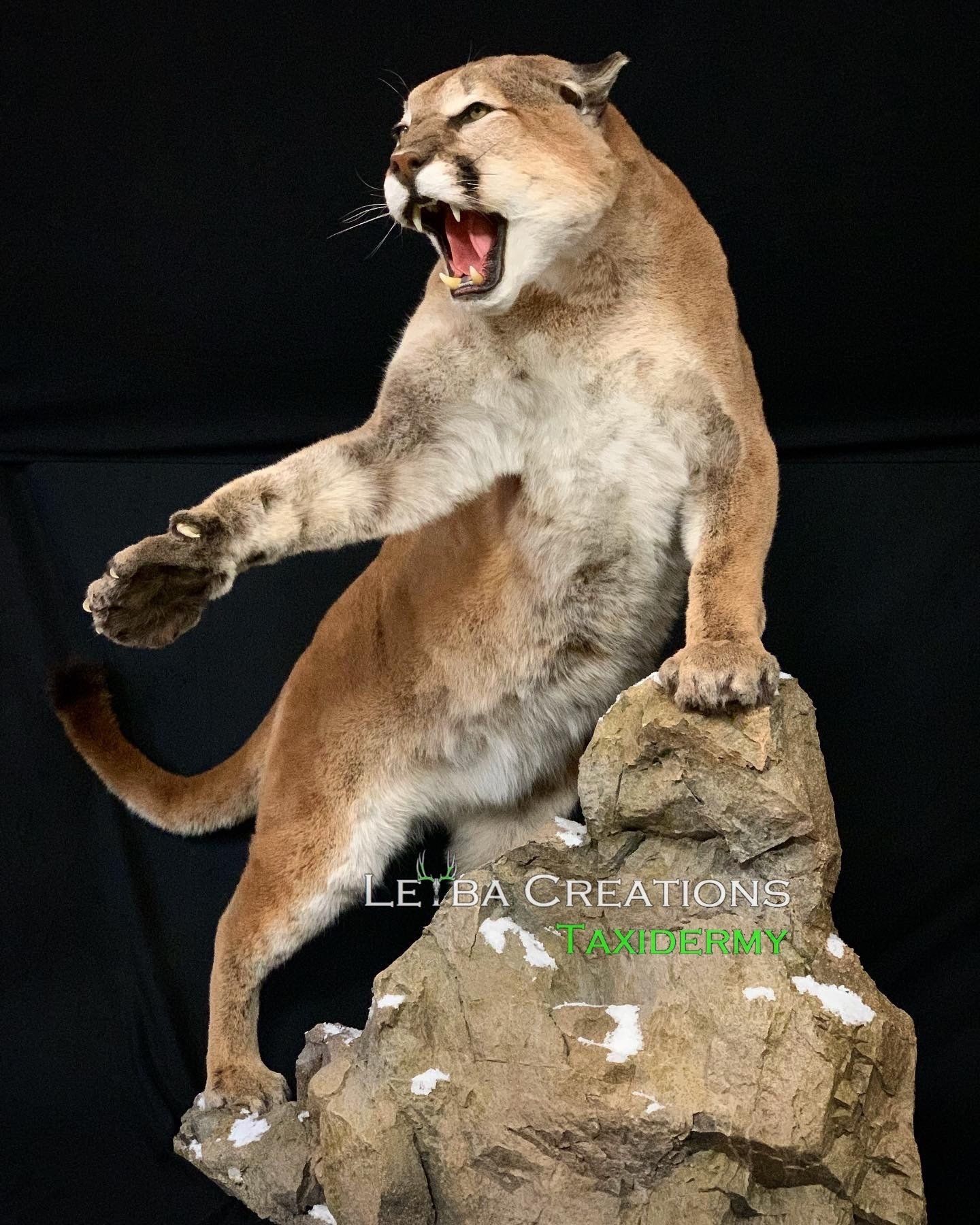 A stuffed mountain lion is standing on its hind legs on a rock.
