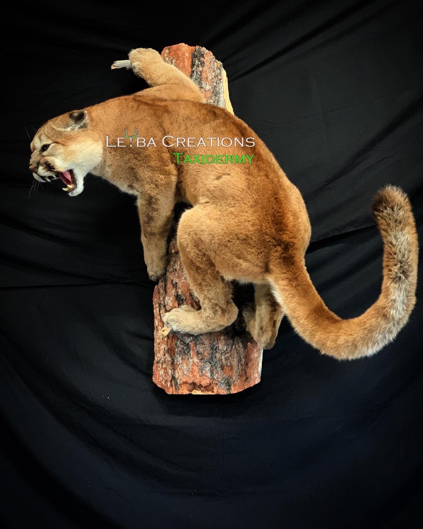 A stuffed mountain lion is sitting on top of a tree stump.