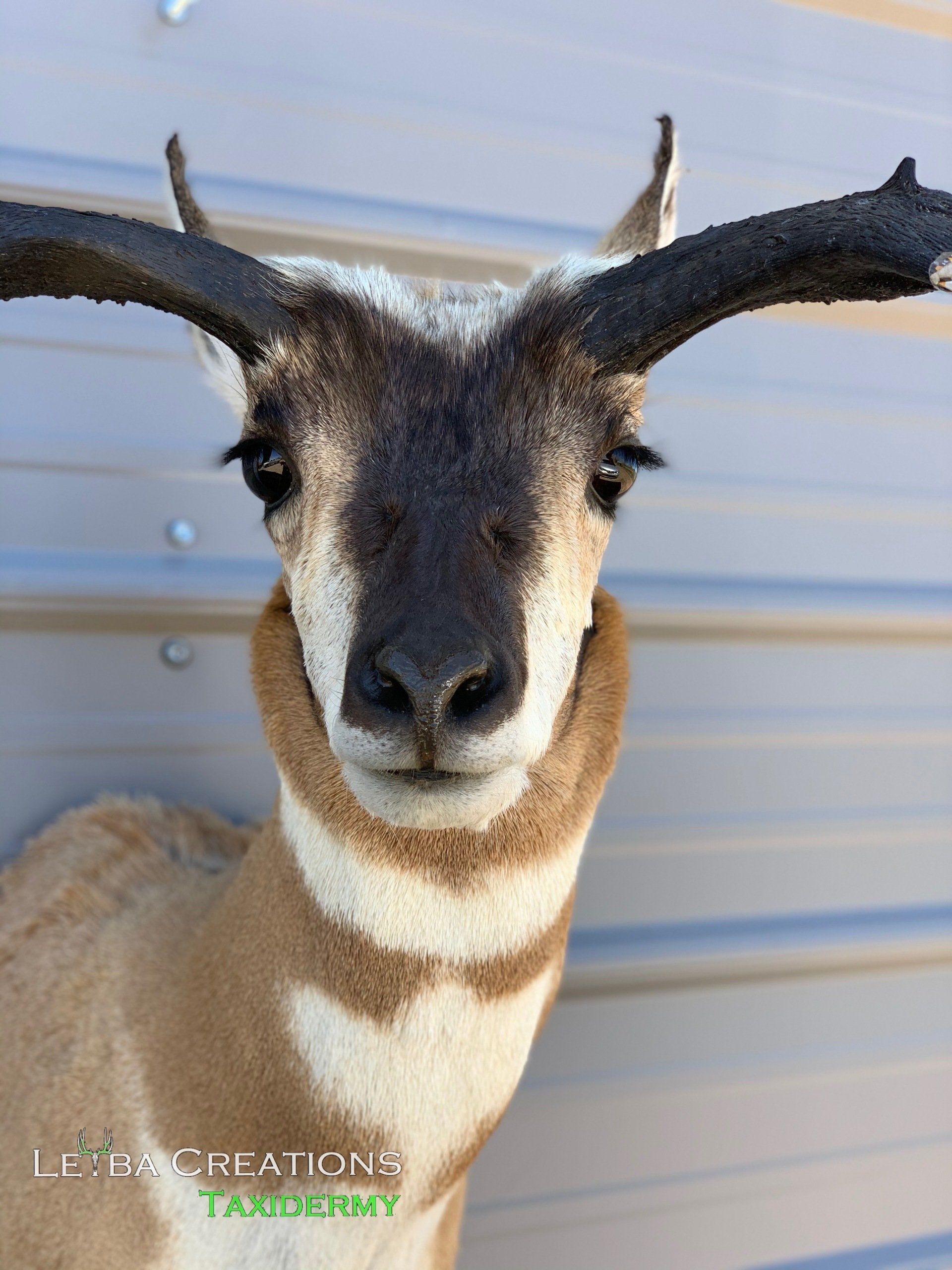 A brown and white antelope with long horns is standing in front of a metal wall.
