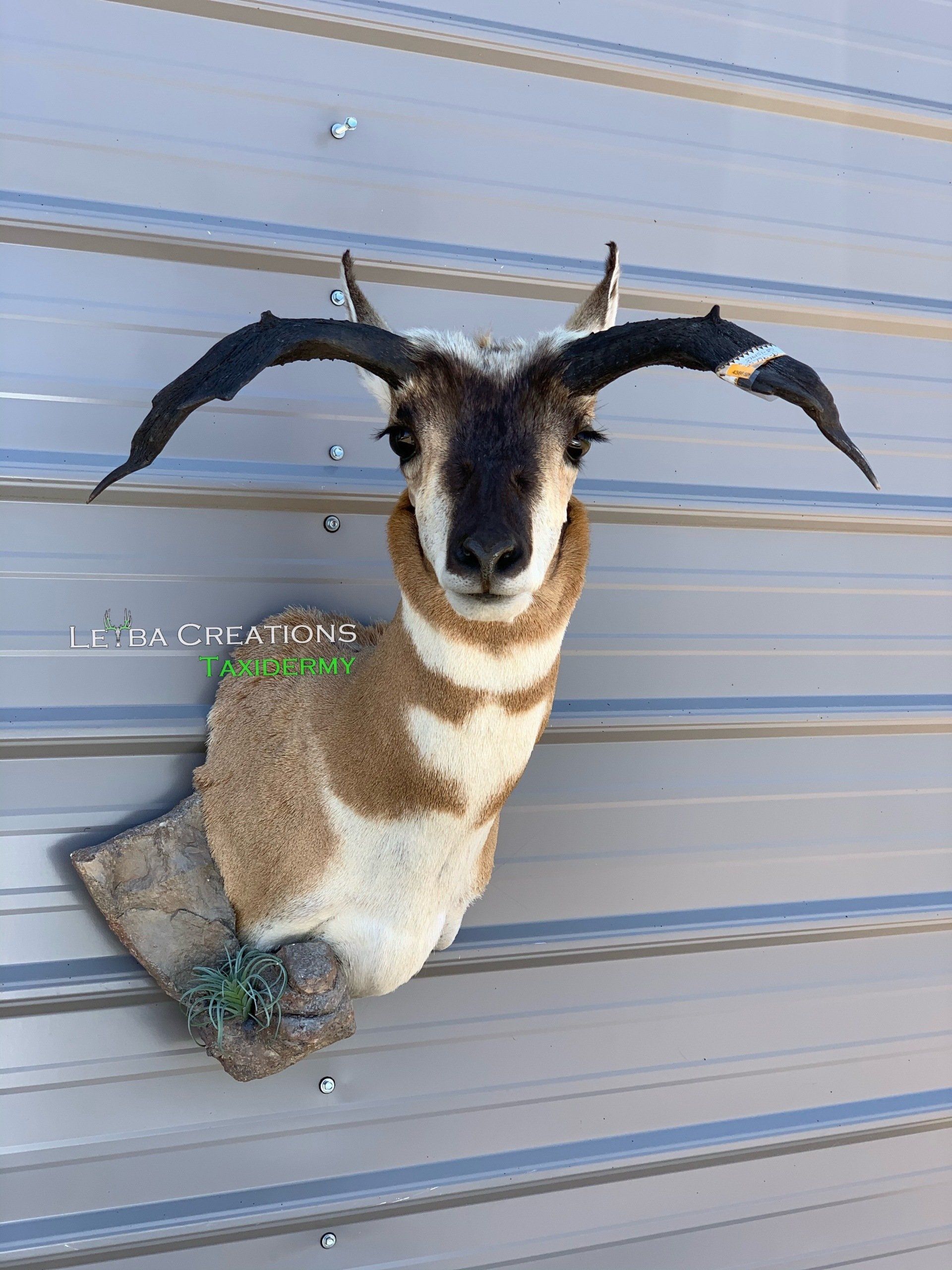 A stuffed antelope head is hanging on a metal wall.