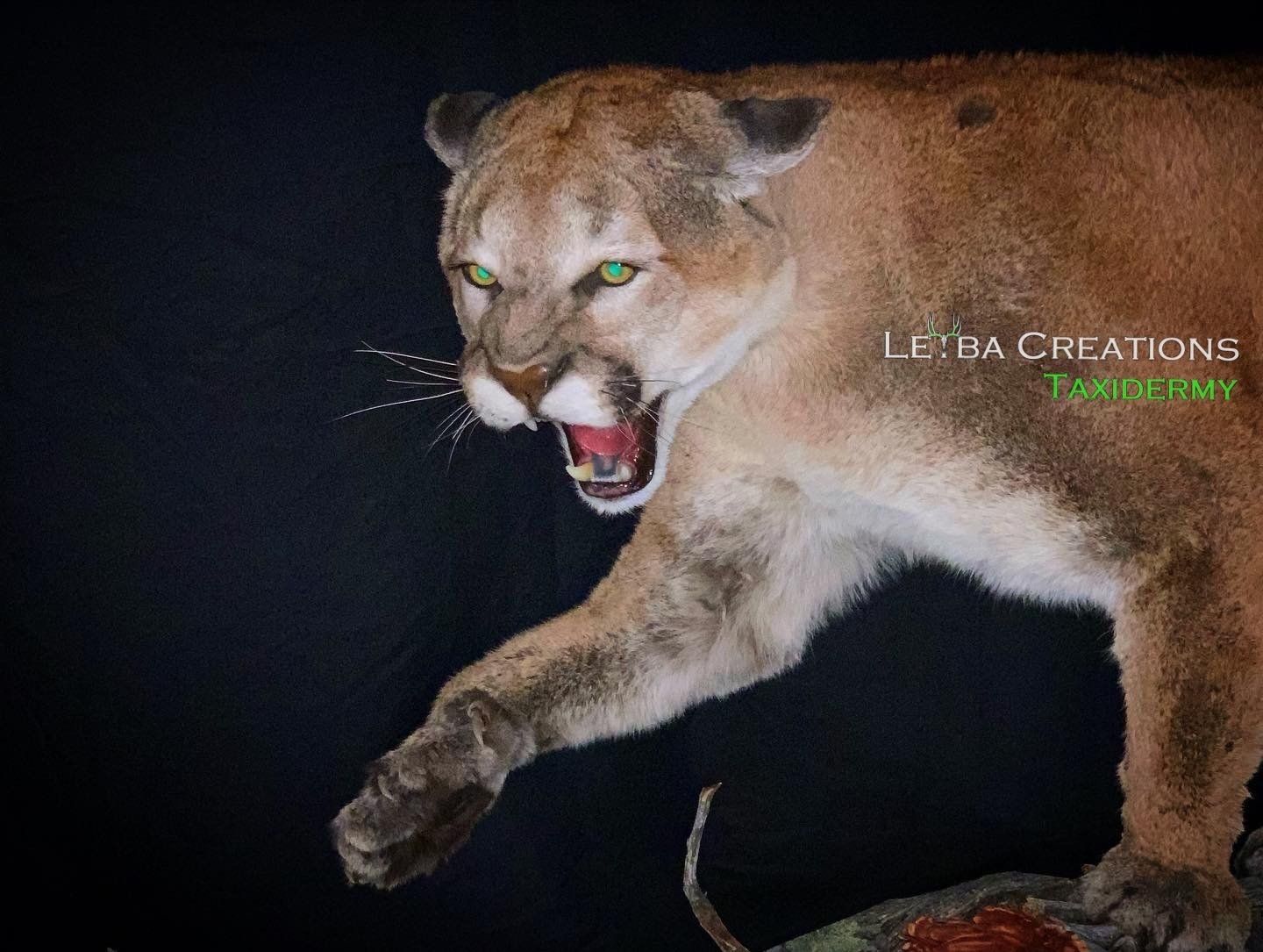 A stuffed mountain lion with its mouth open and green eyes.