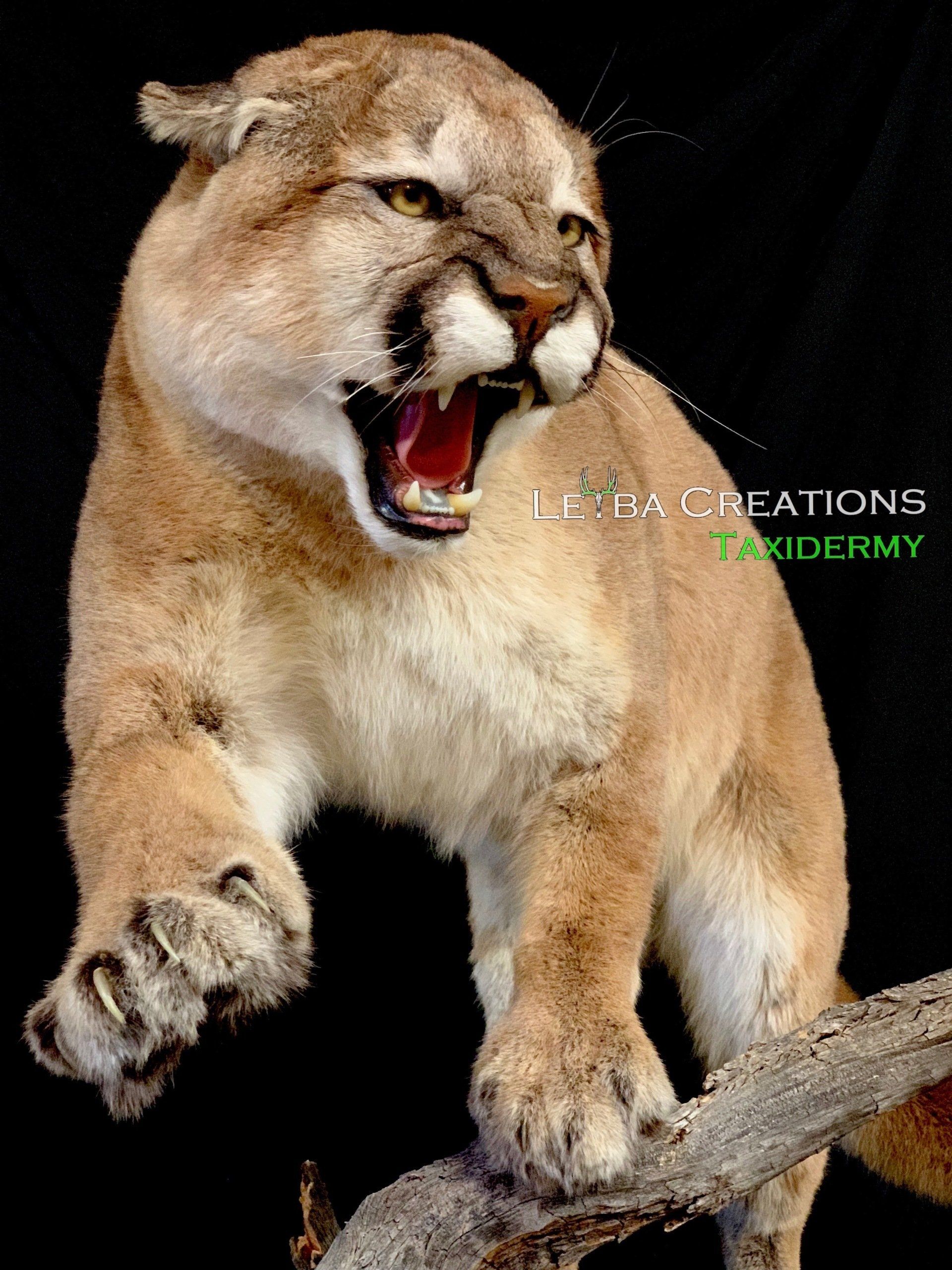 A stuffed mountain lion is standing on a branch with its mouth open.
