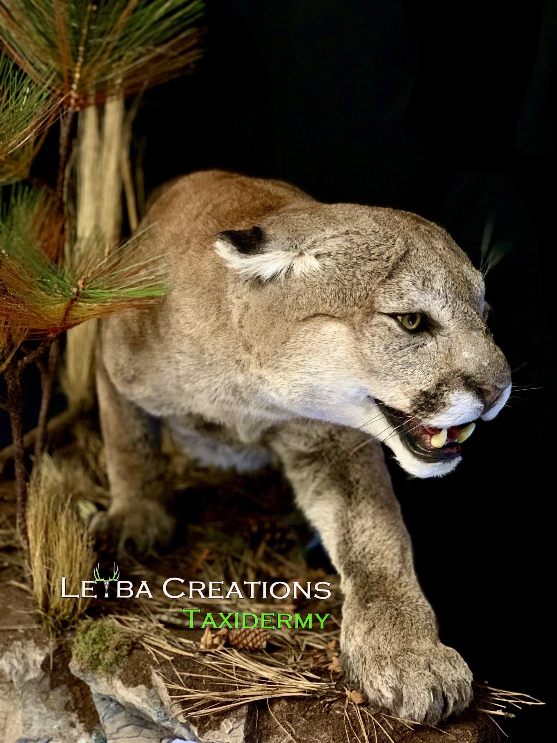A stuffed mountain lion is standing on a rock with its mouth open.