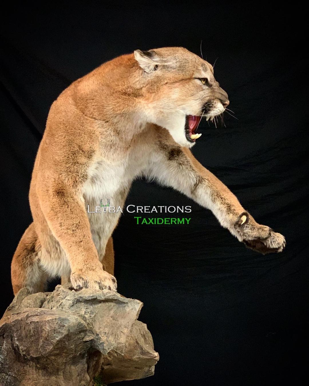 A stuffed mountain lion is standing on a rock with its mouth open.