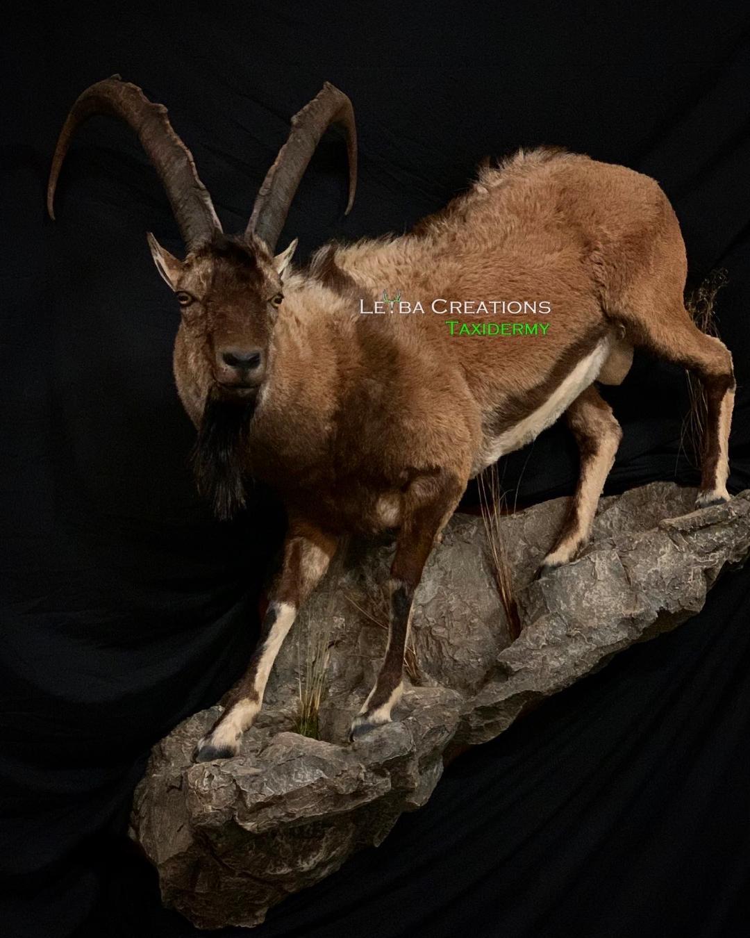 A goat with long horns is standing on top of a rock.
