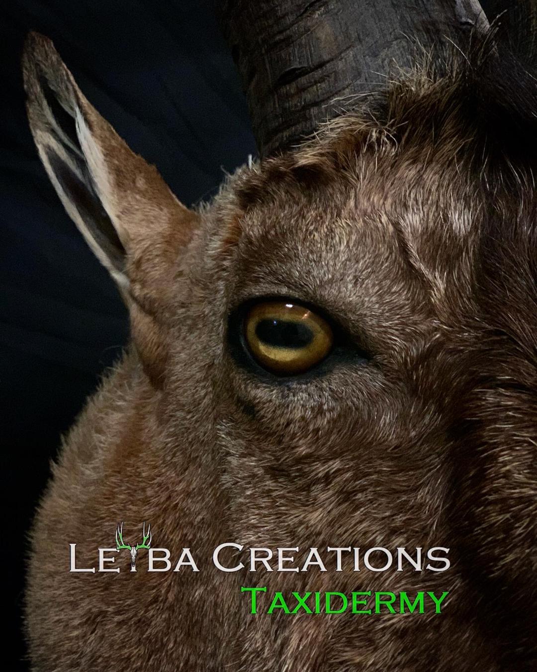 A close up of a goat 's eye with the words letba creations taxidermy on the bottom