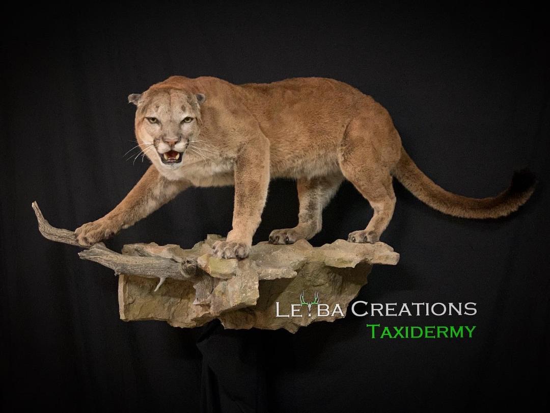 A stuffed mountain lion is standing on a rock.