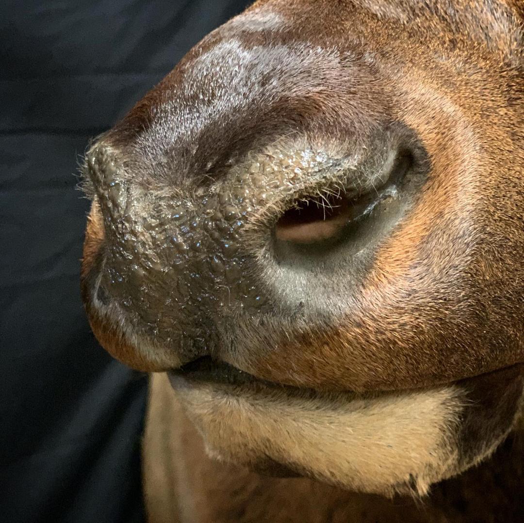 A close up of a horse 's nose with its eyes closed.