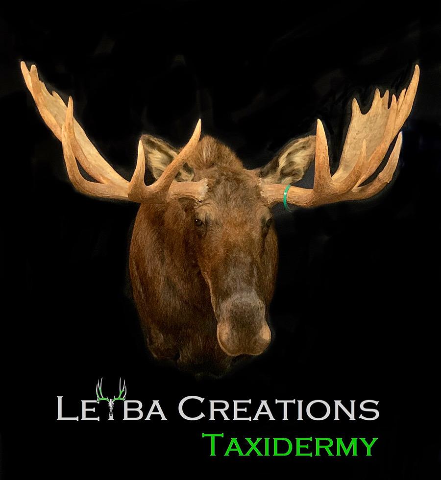 A moose head on a black background with the words letba creations taxidermy