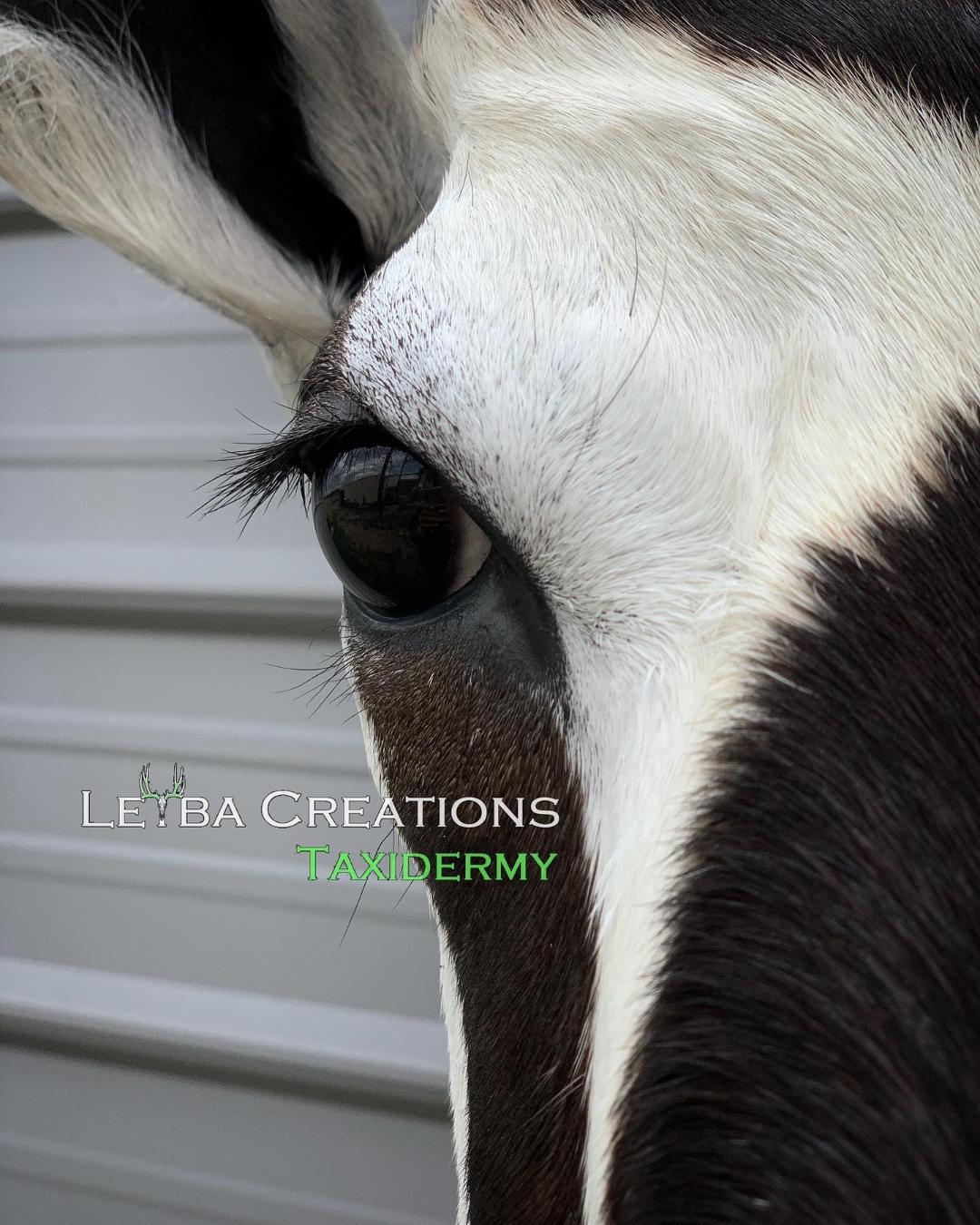 A close up of a black and white animal 's eye