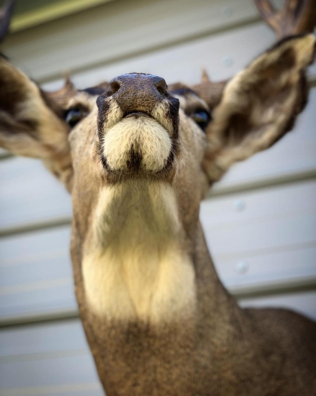 A close up of a stuffed deer looking at the camera