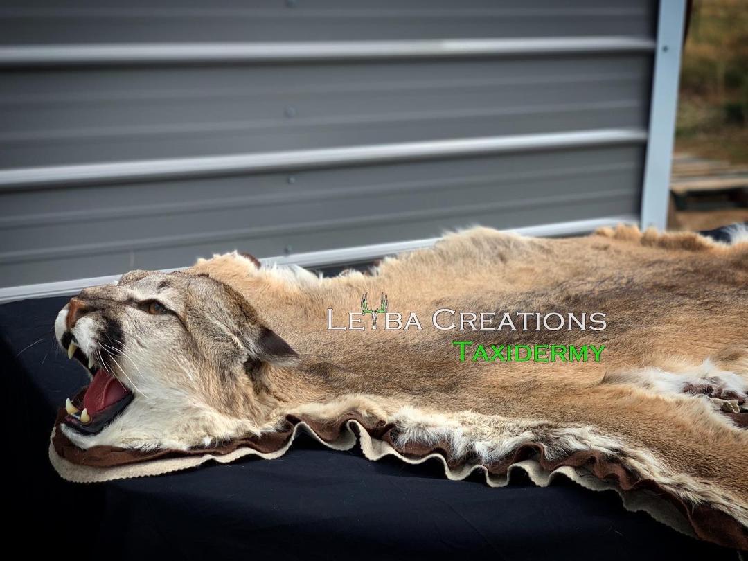 A lion skin rug is laying on a table with its mouth open.