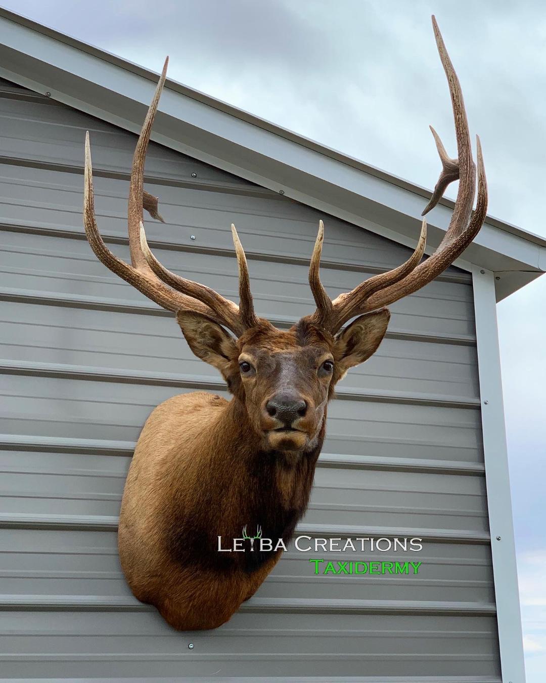 A deer head is hanging on the side of a building.