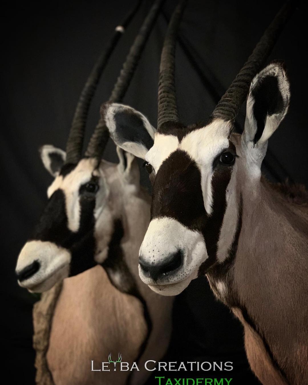 Three stuffed animals with long horns are standing next to each other on a black background.