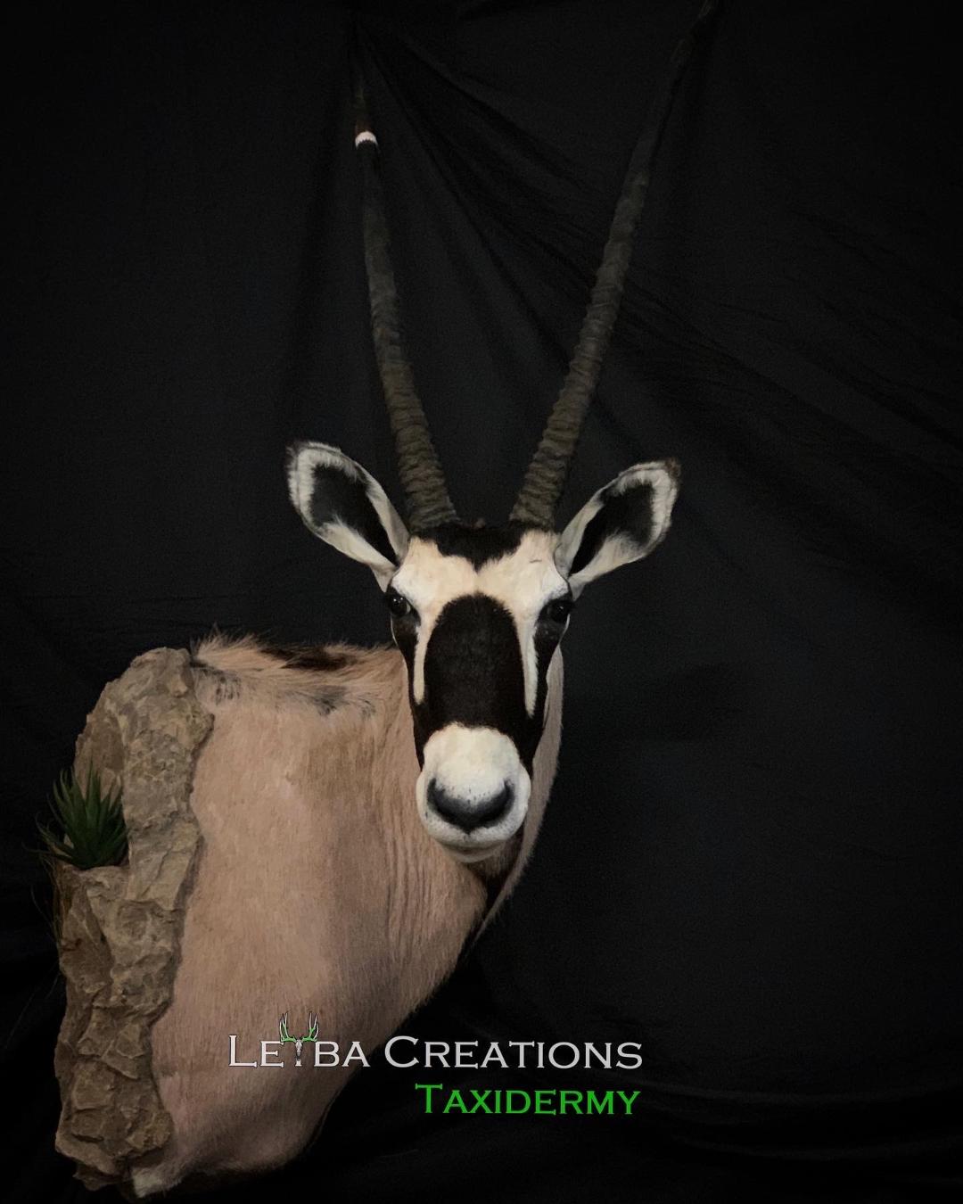 A black and white antelope head mounted on a rock.