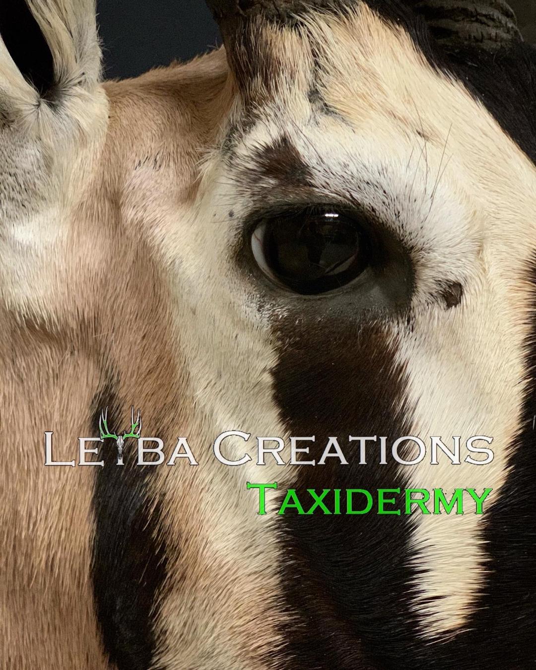 A close up of a goat 's face with the words letba creations taxidermy on it