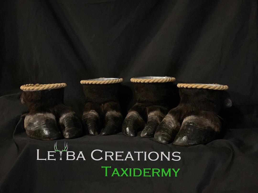 A row of horse feet on a black cloth with the words taxidermy on the bottom