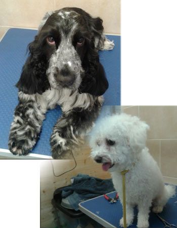 canine friends