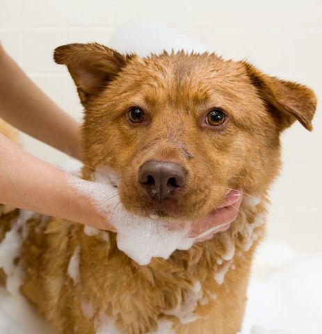 bathing