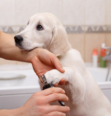nail cutting