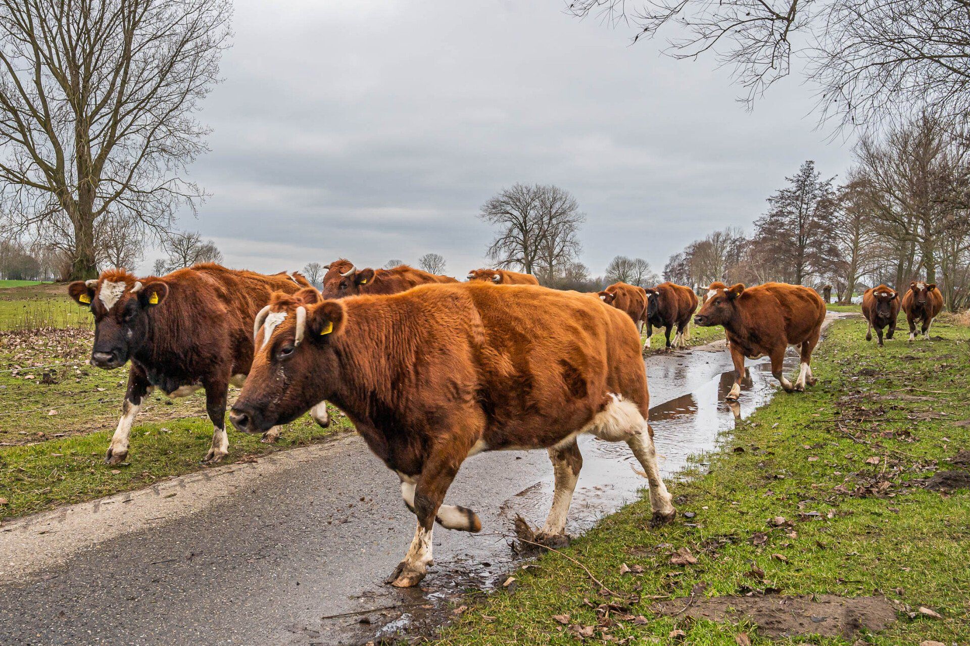 Een kudde koeien rent over een modderige weg.