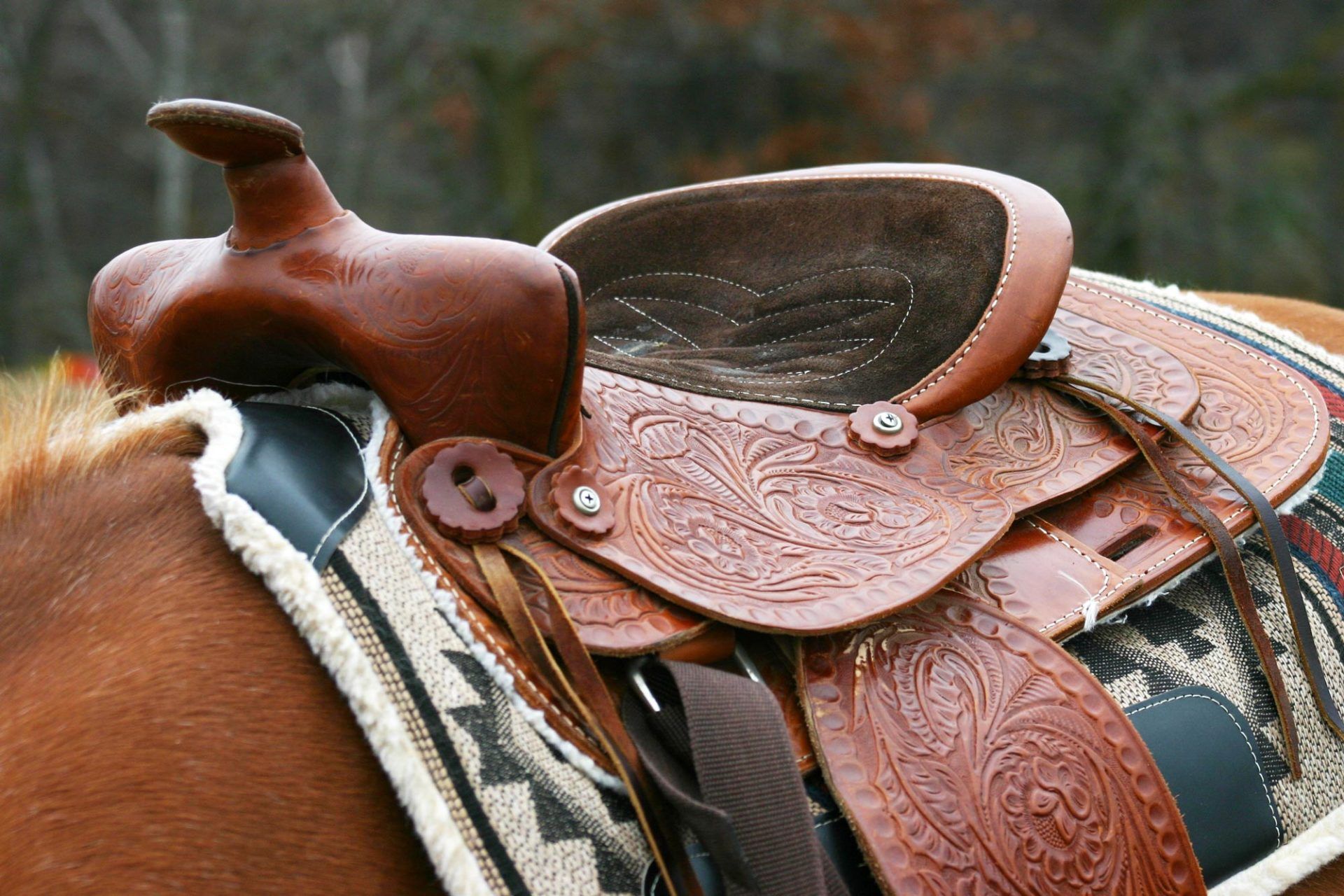 Horse Saddles Tack — Galesburg, MI — The Western Breed Horse Saddles Tack — Galesburg, MI — The Western Breed