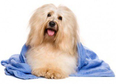 Pet Grooming — Dog with blue bath towel in Portsmouth, VA Pet Grooming — Dog with blue bath towel in Portsmouth, VA