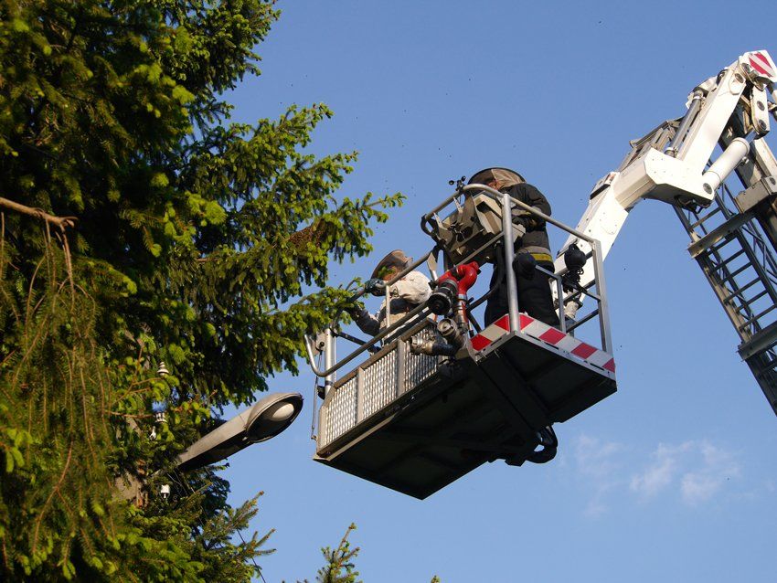 Tree Trimming On Sky Background — Westchester County, NY — Mauricio's Tree Service Tree Services in Yorktown Heights, NY