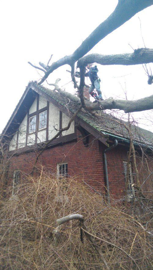 Tree Service — Tree Services in Northeast IN Tree Service — Tree Services in Northeast IN