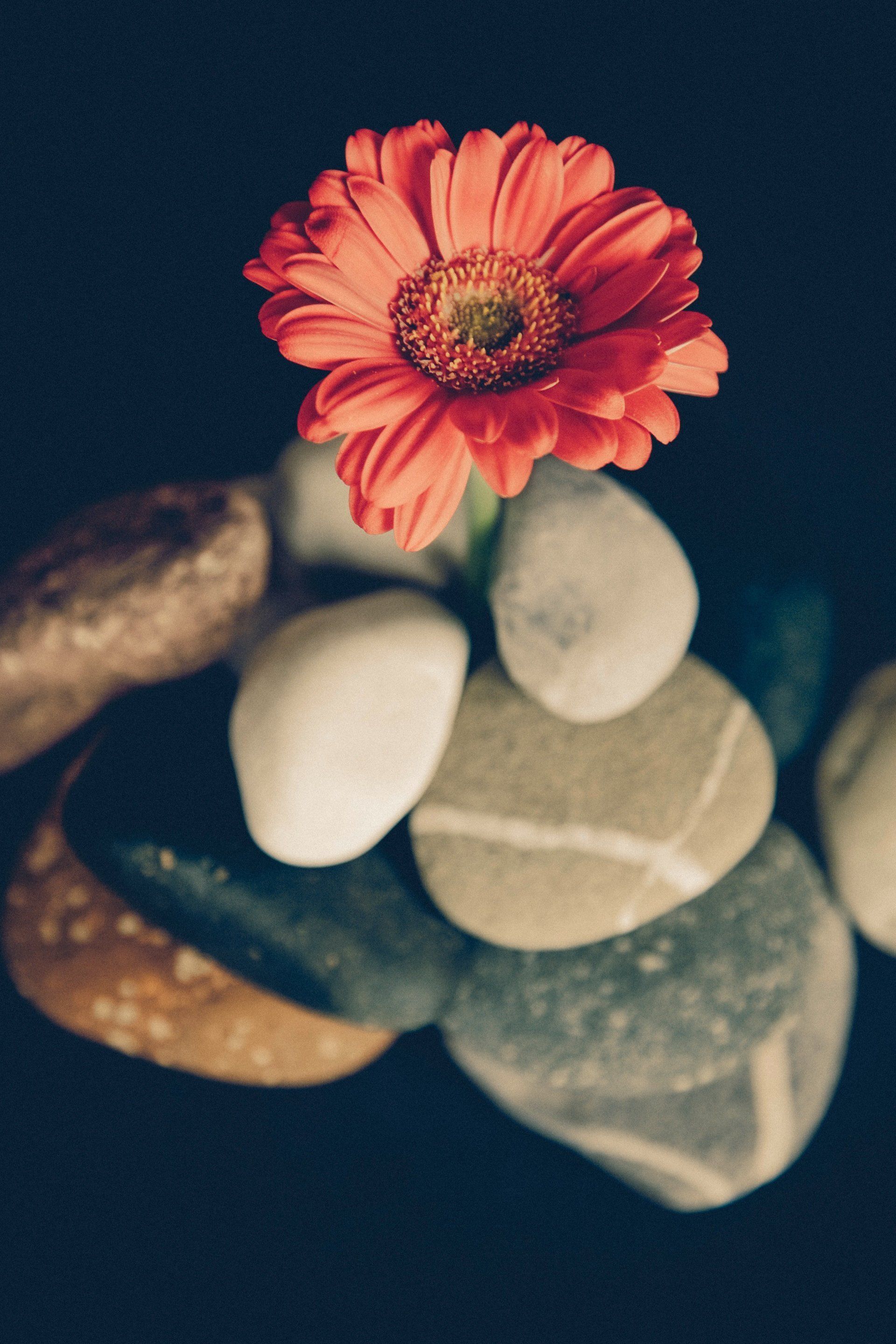 A red flower is sitting on top of a pile of rocks