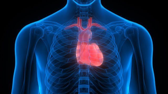 A computer generated image of a person 's heart.