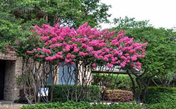 Tree With Pink Flowers — Tyler, TX — Creative Landscape Solutions