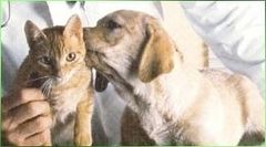farmacie veterinarie, medicinali per uso veterinario, bende elastiche farmacie veterinarie, medicinali per uso veterinario, bende elastiche