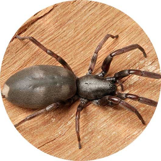 christchurch pest control