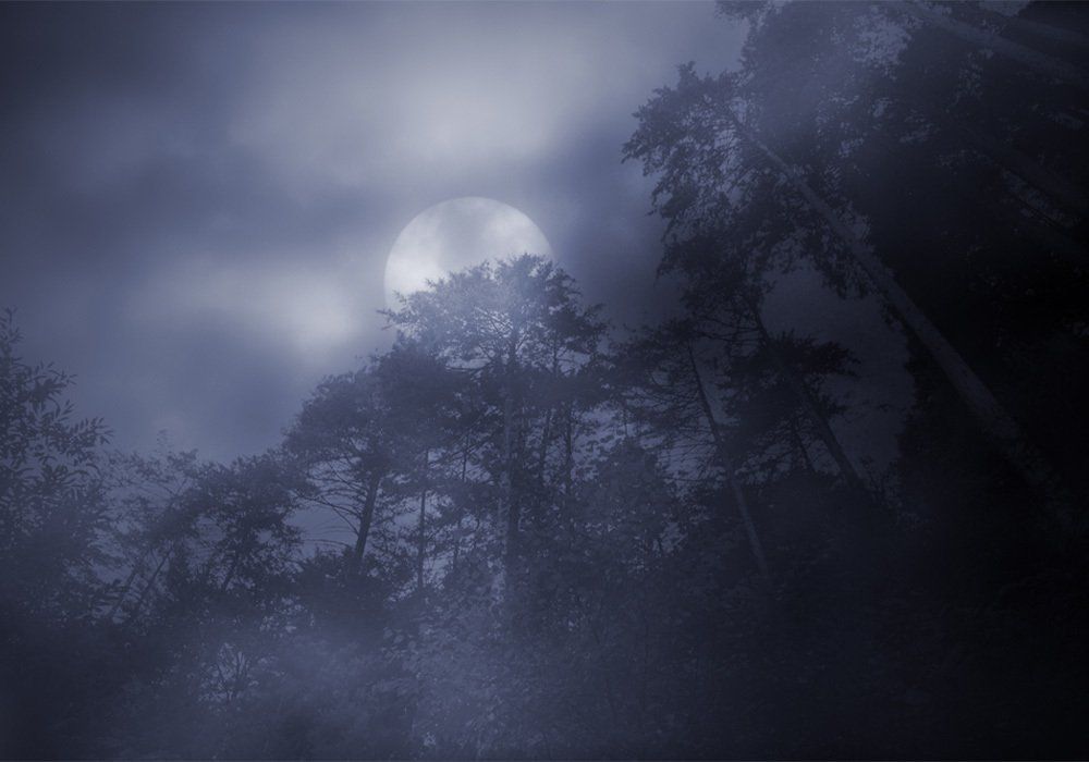 Foggy forest in an overcast full moon night