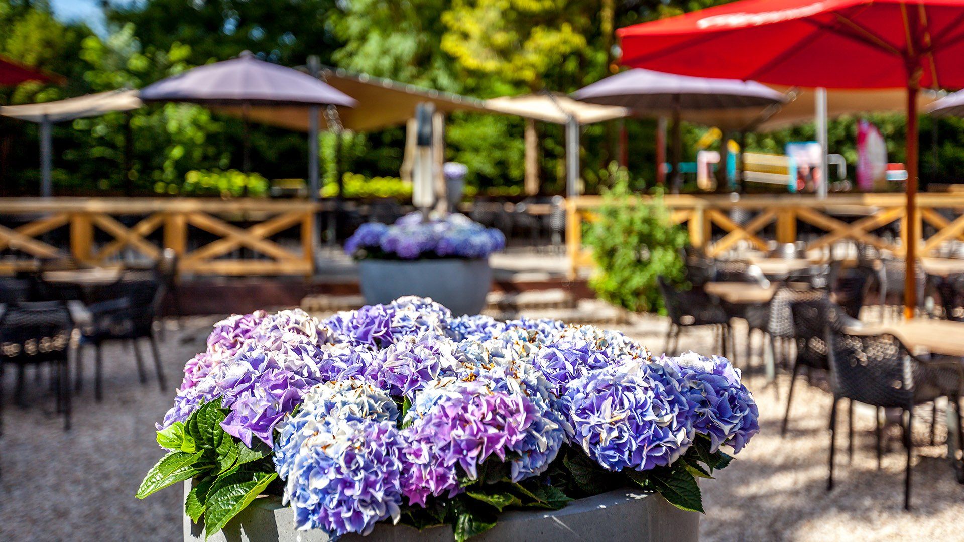 Blauwe en paarse hortensia's in een plantenbak op een terras van een restaurant met tafels, parasols en bomen.