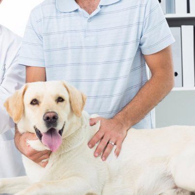 Labrador labrador