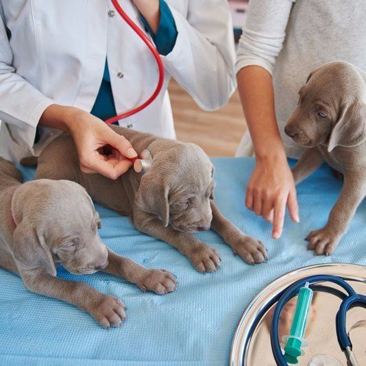 Puppies puppies