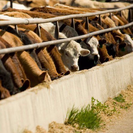 Cows eating from a trough cows eating from trough